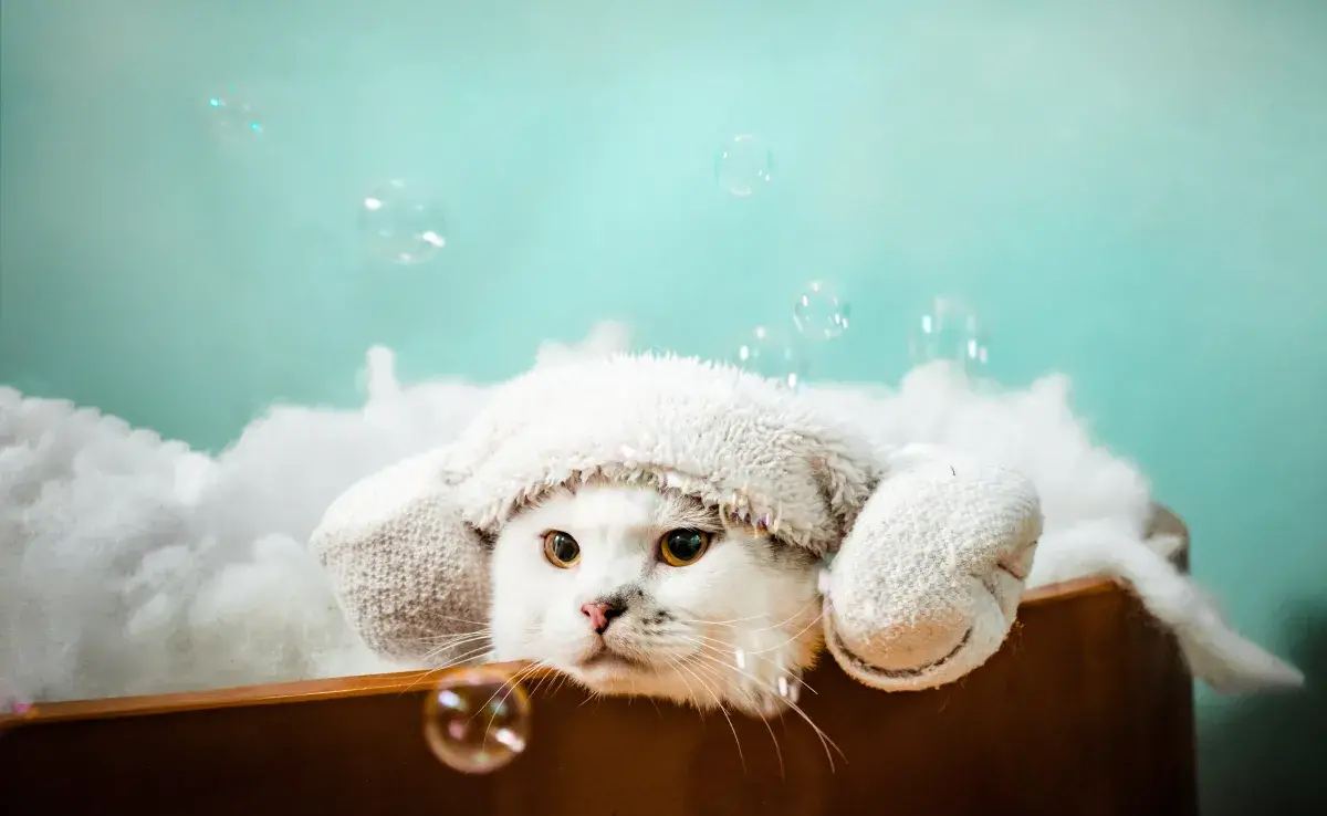 ¿A los cuántos meses puedo bañar a mi gato? | Patas en Casa
